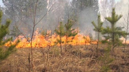 Нарушение пожарной безопасности в лесу грозит штрафом