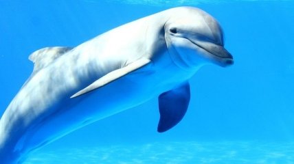 Ученые узнали как дельфины видят человека под водой 
