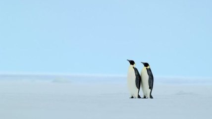 Ученые изучили язык пингвинов