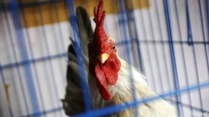 В Израиле определили минимальную "жилплощадь" для кур