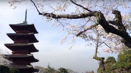 В Японии рекордное за 1200 лет цветение сакуры (фото и видео)
