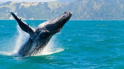 Численность горбатых китов у побережья Бразилии утроилась