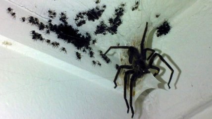 Ученые рассказали, как избавиться от страха перед пауками 