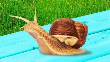 Как избавиться от улиток в саду - лайфхаки