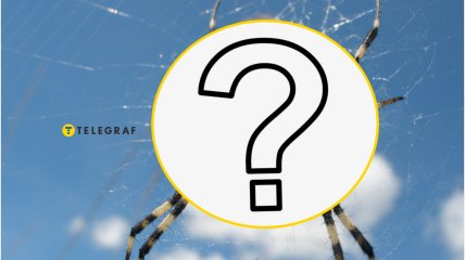 Для человека этот паук не представляет опасности