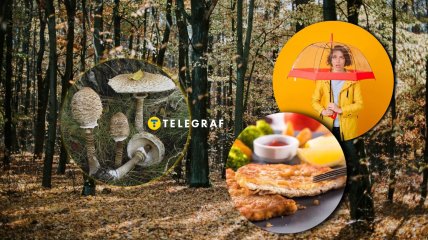 Часто этот гриб называют "королевским шампиньоном"