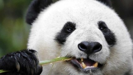 Ученые объяснили черно-белую окраску панд