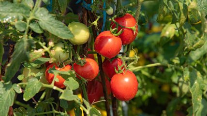 В этом году в Украине хороший урожай томатов