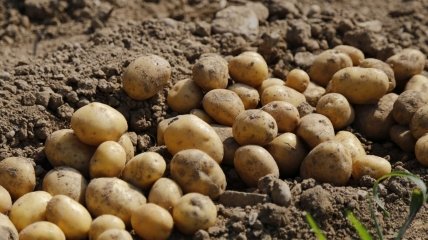 Найкращі терміни для посадки картоплі 2024