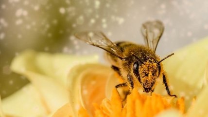 Пчелы обречены: ученым удалось выяснить, почему разрушаются пчелиные семьи