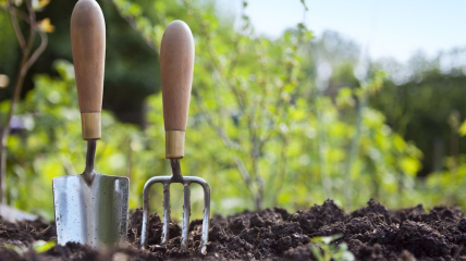 Побережіть свої овочі — не удобрюйте їх цим