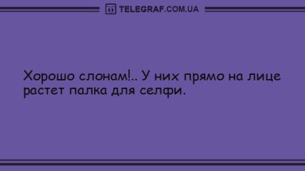 Этот прикол оценил даже слон: анекдоты 28 июля