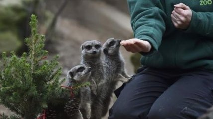 Забавные животные зоопарка, которым устроили Рождество с подарками