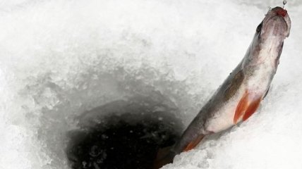 Рыбалка в Чехии не приносит удовольствия: рыбу надо отпускать