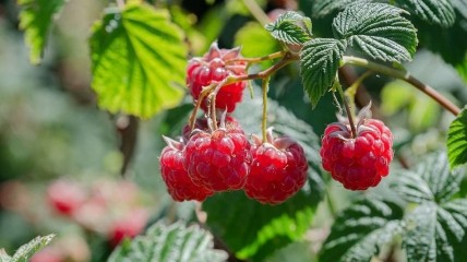 Чим підгодовувати малину у липні 2022 року