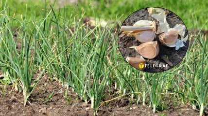 Ноябрь - время сажать чеснок на зиму