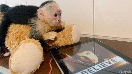 Германия забрала у Бибера обезьяну