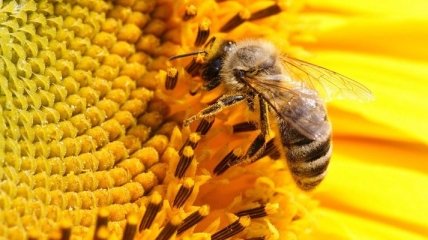Ученые: популяция пчел может исчезнуть с лица Земли
