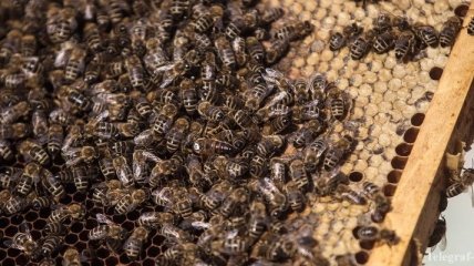 Украинских пчел отправят в Канаду спасать местную популяцию