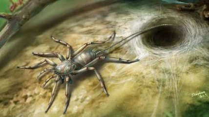 Китайские ученые обнаружили в янтаре древнюю паукообразную "химеру"