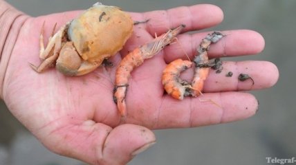Чилийский пляж завален мертвыми креветками