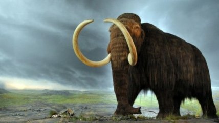 Ученые рассказали, как пропал последний мамонт с евразийского континента