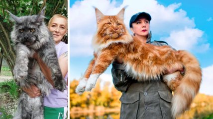 Столкнет с кровати и не заметит. ТОП-10 самых больших пород кошек