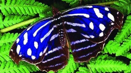 Ученые сделали необычное открытие о бабочках