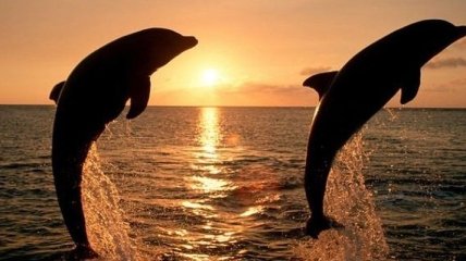 В Винницкой области неизвестные украли двух дельфинов