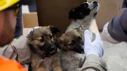 Бездомные собаки из Чернобыльской зоны нашли своих хозяев (Видео) 