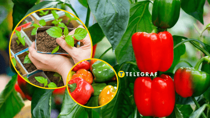 За розсадою слід уважно доглядати