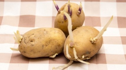 Картофель рекомендуется прорастить