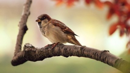 Ученые заметили у птиц способность различать теплые и холодные оттенки