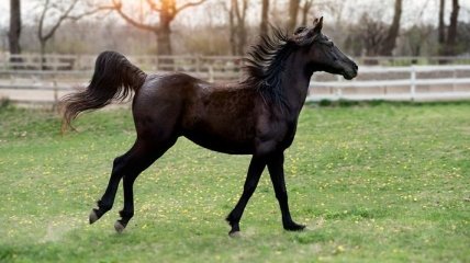 Стало известно, зачем лошадям копыта