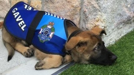 Полицейского собаку уволили с работы, потому что был слишком вежливым