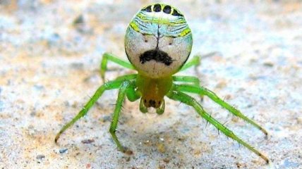 Улыбка до ушей: экзотические насекомые и пауки с забавными рожицами на брюшках