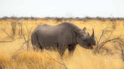 В Намибии численность диких зверей увеличивается