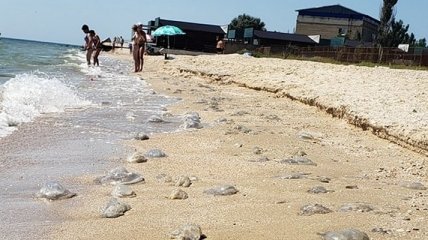 Пляжі в Кирилівці знову заполонили медузи: свіжі фото