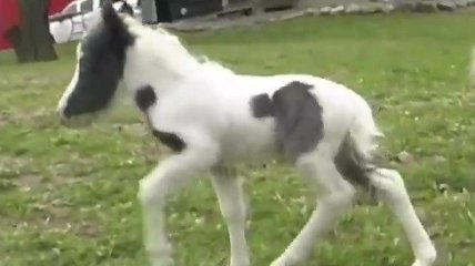 Самая маленькая лошадка в мире, на которую невозможно смотреть без умиления (видео)