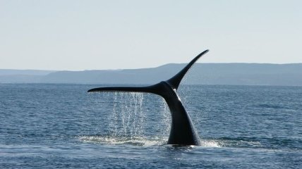 Сердце, работающее в разных режимах: ученые "нащупали" пульс у синего кита 