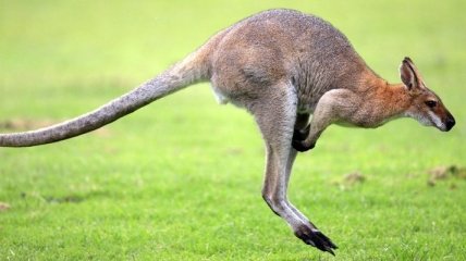 Зачем кенгуру такой хвост?
