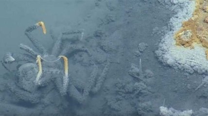 В Мексиканском заливе обнаружили смертоносное озеро (Видео)