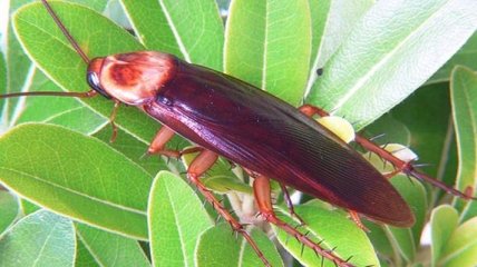 Ученые объяснили уникальную живучесть тараканов