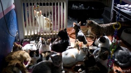 В Париже обнаружили 130 истощенных кошек в однокомнатной квартире