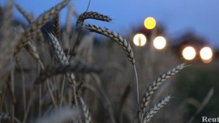 В Минагрополитики увеличили прогноз производства зерна в Украине