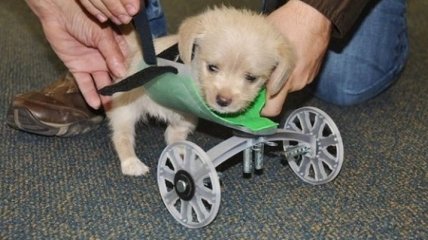 На 3D-принтере создали инвалидную коляску для щенка