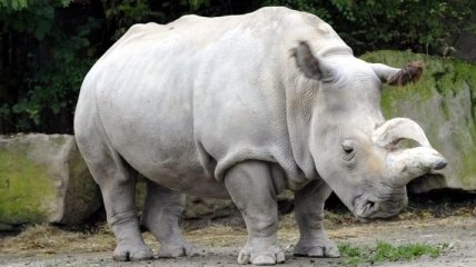 Ученые хотят спасти северных белых носорогов от вымирания с помощью клонирования