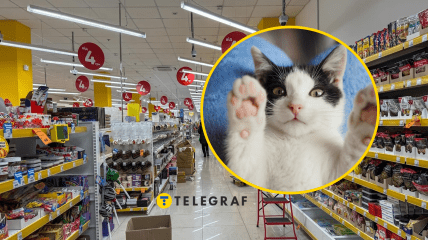 Котики часто встречаются в "Авроре"