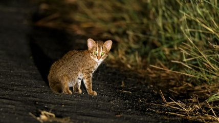 Prionailurus rubiginosus — сучасний родич знайденого кота