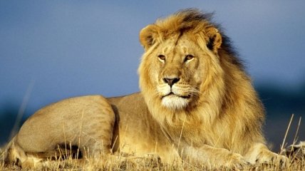В течении 20 лет Африка потеряет до 50% популяции львов
